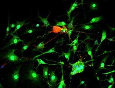 Immunocytochemistry/Immunofluorescence: VECTASHIELD(R) Hard Set(TM) Antifade Mounting Medium with DAPI [H-1500-NB] - Dorsal root ganglia cells (neurons and satellite glia) - double label. BIII tubulin, DyLight 549 labeled secondary antibody (red). S100, DyLight 488 labeled secondary antibody (green). Mounted in VECTASHIELD HardSet Mounting Medium with DAPI.