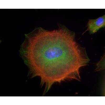 Immunocytochemistry/Immunofluorescence: VECTASHIELD(R) Hard Set(TM) Antifade Mounting Medium with Phalloidin [H-1600-NB] - Mouse embryonal fibroblasts: Anti-Tubulin (m) detected with DyLight 488 Anti-Mouse IgG and Vinculin (rp) detected with DyLight 649 Anti-Rabbit IgG. Mounted in a 1:1 mixture of VECTASHIELD HardSet Mounting Medium with DAPI and VECTASHIELD HardSet Mounting Medium