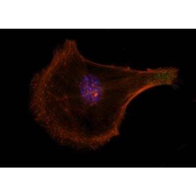 Immunocytochemistry/Immunofluorescence: VECTASHIELD(R) Hard Set(TM) Antifade Mounting Medium with Phalloidin [H-1600-NB] - Mouse embryonal fibroblasts: Anti-Integrin (m) detected with DyLight 488 Anti-Mouse IgG, mounted in a 1:1 mixture of VECTASHIELD HardSet Mounting Medium with DAPI and VECTASHIELD HardSet Mounting Medium with TRITC-Phalloidin.