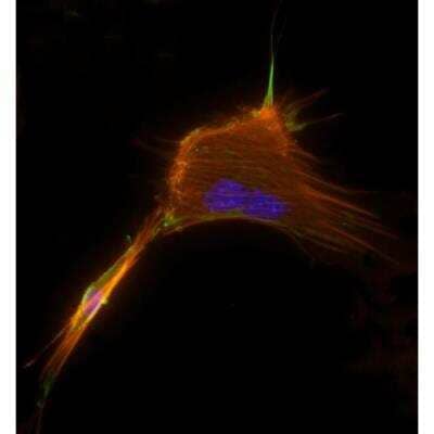 Immunocytochemistry/Immunofluorescence: VECTASHIELD(R) Hard Set(TM) Antifade Mounting Medium with Phalloidin [H-1600-NB] - Mouse embryonal fibroblasts: Anti-Clathrin (m) detected with DyLight 488 Anti-Mouse IgG, mounted in a 1:1 mixture of VECTASHIELD HardSet Mounting Medium with DAPI and VECTASHIELD HardSet Mounting Medium with TRITC-Phalloidin.