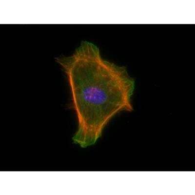 Immunocytochemistry/Immunofluorescence: VECTASHIELD(R) Hard Set(TM) Antifade Mounting Medium with Phalloidin [H-1600-NB] - Mouse embryonal fibroblasts: Anti-Tubulin (m) detected with DyLight 488 Anti-Mouse IgG and Vinculin (rp) detected with DyLight 649 Anti-Rabbit IgG. Mounted in a 1:1 mixture of VECTASHIELD HardSet Mounting Medium with DAPI and VECTASHIELD HardSet Mounting Medium