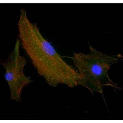 Immunocytochemistry/Immunofluorescence: VECTASHIELD(R) Hard Set(TM) Antifade Mounting Medium with Phalloidin [H-1600-NB] - Mouse embryonal fibroblasts: Anti-Integrin (m) detected with DyLight 488 Anti-Mouse IgG, mounted in a 1:1 mixture of VECTASHIELD HardSet Mounting Medium with DAPI and VECTASHIELD HardSet Mounting Medium with TRITC-Phalloidin.