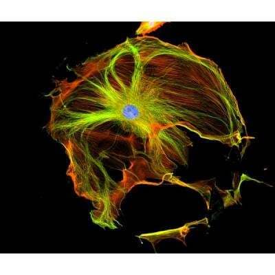 Immunocytochemistry/Immunofluorescence: VECTASHIELD(R) Hard Set(TM) Antifade Mounting Medium with Phalloidin [H-1600-NB] - Mouse embryonic fibroblast stained with mouse anti-tubulin followed by fluorescein horse anti-mouse IgG and mounted in VECTASHIELD HardSet Mounting Medium with DAPI and TRITC-Phalloidin.