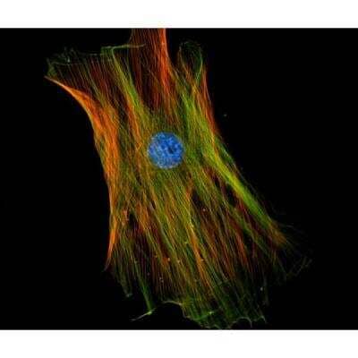 Immunocytochemistry/Immunofluorescence: VECTASHIELD(R) Hard Set(TM) Antifade Mounting Medium with Phalloidin [H-1600-NB] - Mouse embryonic fibroblast stained with mouse anti-tubulin followed by fluorescein horse anti-mouse IgG and mounted in VECTASHIELD HardSet Mounting Medium with DAPI and TRITC-Phalloidin.