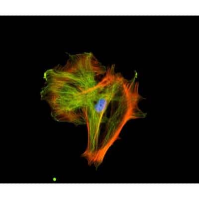 Immunocytochemistry/Immunofluorescence: VECTASHIELD(R) Hard Set(TM) Antifade Mounting Medium with Phalloidin [H-1600-NB] - Mouse embryonic fibroblast stained with mouse anti-tubulin followed by fluorescein horse anti-mouse IgG and mounted in VECTASHIELD HardSet Mounting Medium with DAPI and TRITC-Phalloidin.