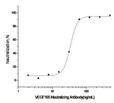 Neutralization: VEGF 165 Antibody (R012) [NBP2-89779] - Measured by its ability to neutralize VEGF165 induced proliferation of human umbilical vein endothelial cells (HUVEC). The Neutralization Titer (IC50) is typically 15-75ng/mL in the presence of 10 ng/mL Recombinant Human VEGF165.