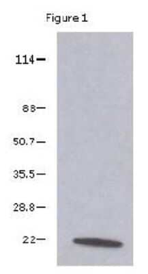 Western Blot: VEGF Antibody (6B7) [NBP1-19181] - 1ug VEGF immunoprecipitated with 2ug antibody.