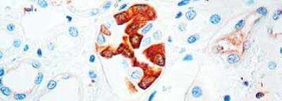 Immunohistochemistry-Paraffin: VEGF Antibody [NB100-698] - Staining of human kidney
