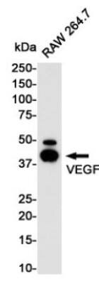 Western Blot: VEGF Antibody (S04-6D7) [NBP3-20082] - Western blot detection of VEGF in RAW264.7 cell lysates using NBP3-20082 (1:1000 diluted). Predicted band size: 27KDa. Observed band size: 27KDa.