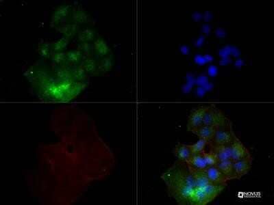 MCF7 cells were fixed for 10 minutes using 10% formalin and then permeabilized for 5 minutes using 1X TBS + 0.5% Triton X-100. The cells were incubated with VEGF (VG1) NB100-664 at 1:200 overnight at 4C and detected with DyLight 488 (Green). Actin was detected with Phalloidin 568 (Red) at 1:200. Nuclei were detected with DAPI (Blue). Cells were imaged using a 40X objective. Image from the standard format of this antibody.