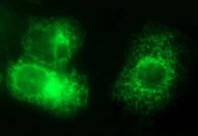 Immunocytochemistry/Immunofluorescence: VEGF-B Antibody (OTI1H9) - Azide and BSA Free [NBP2-74844] - Analysis of COS7 cells transiently transfected by pCMV6-ENTRY VEGF-B.