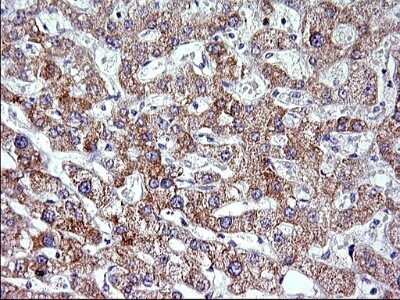 Immunohistochemistry: VEGF-B Antibody (OTI1H9) - Azide and BSA Free [NBP2-74844] - Analysis of Human liver tissue. (Heat-induced epitope retrieval by 1 mM EDTA in 10mM Tris, pH8.5, 120C for 3min)