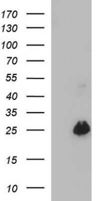 Western Blot: VEGF-B Antibody (OTI1H9) - Azide and BSA Free [NBP2-74844] - Analysis of HEK293T cells were transfected with the pCMV6-ENTRY control (Left lane) or pCMV6-ENTRY VEGF-B.