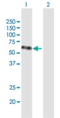 Western Blot: VEGF-C Antibody [H00007424-B02P] - Analysis of VEGFC expression in transfected 293T cell line by VEGFC polyclonal antibody.  Lane 1: VEGFC transfected lysate(46.09 KDa). Lane 2: Non-transfected lysate.