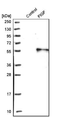 Western Blot: VEGF-D Antibody [NBP1-86865] - Analysis in control (vector only transfected HEK293T lysate) and fIGF over-expression lysate (Co-expressed with a C-terminal myc-DDK tag (3.1 kDa) in mammalian HEK293T cells).