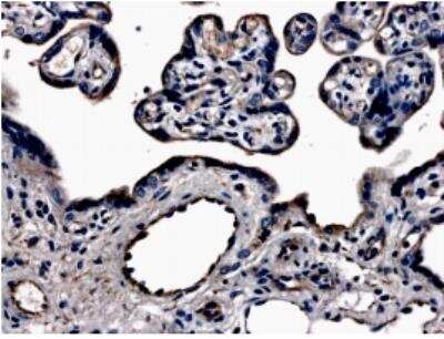 Immunohistochemistry-Paraffin: VEGF R3/Flt-4 Antibody (MM0003-7G63) [NB110-60968] - Formalin Fixed and Paraffin embedded human placenta tissue section (Proteinase K pretreatment is required).