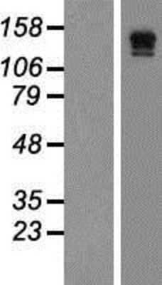 Western Blot: VEGF Receptor 3 Overexpression Lysate (Adult Normal) [NBP2-04797] Left-Empty vector transfected control cell lysate (HEK293 cell lysate); Right -Over-expression Lysate for VEGF Receptor 3.