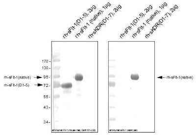 Western Blot: VEGFR1/Flt-1 Antibody [NBP1-18631] - The polyclonal antibody was raised against the unique C-terminal end of the native human soluble Flt-1 (amino acids: CNKKAVFSRISKFKSTRNDSTTQSNVKH). The Protein-A purified antibody recognizes the recombinant soluble Flt-1 (native) but not the recombinant soluble Flt-1(D1-5) both produced in insect cells. Because of the different glycosylation of insect cells compared to mammalian cells the MW of sFlt-1 (native) is about 96 kDa instead of about 110 kDa of the naturally occurring sFlt-1. The antibody did not cross react with recombinant human soluble KDR (D1-7). The monoclonal anti-human VEGFR-1/Flt-1 antibody raised against the first 5 Ig-like loops of Flt-1 recognizes both forms.