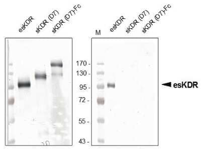 Western Blot: VEGFR2/KDR/Flk-1 Antibody (20I6) - Azide and BSA Free [NBP1-18646] - VEGFR2/KDR/Flk-1 Antibody (20I6) [NBP1-18646] - Recombinant human endogenous soluble VEGFR-2/KDR (esKDR) was produced in insect cells. Western blot was performed using our monoclonal anti-VEGFR-2  recognizing the soluble as well as the transmembrane form of KDR (left panal) and our new poyclonal antibody directed against the unique C-terminal end of the endogenous sKDR (CGRETILDHSAEAVGMP) recognizing solely the endogenous form but not sKDR (D7) and sKDR (D7)-Fc consisting of the full extraplasmatic domain. The endogenous sKDR generated by alternative splicing consists of the first 6 Ig-like loops with a unique c-terminal end.