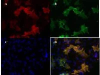 Immunocytochemistry/Immunofluorescence: VEGFR2/KDR/Flk-1 Antibody (4H3) - Azide and BSA Free [NBP1-18644] - VEGFR2/KDR/Flk-1 Antibody (4H3) [NBP1-18644] - IF double staining of human KDR in a co-culture of PAE-Flt-1, PAE-KDR and PAE-FLT-4 with (A) mouse anti-human KDR, (B) rabbit antihuman KDR (C) DAPI and (D) merged. Conjugated secondary antibody: goat anti-rabbit ALEXA Flour (1:600) and goat anti-mouse PE.