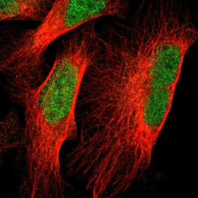 Immunocytochemistry/Immunofluorescence: VEZT Antibody [NBP1-85040] - Staining of human cell line U-2 OS shows localization to nucleoplasm. Antibody staining is shown in green.