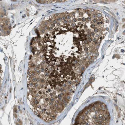Immunohistochemistry-Paraffin: VEZT Antibody [NBP1-85039] - Staining of human testis shows strong positivity in cells of ductus seminiferus.