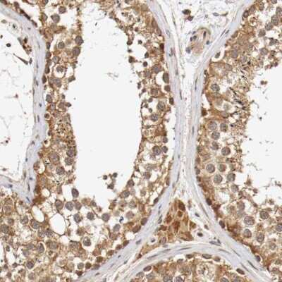 Immunohistochemistry-Paraffin: VEZT Antibody [NBP1-85040] - Staining of human testis shows moderate cytoplasmic positivity in cells in seminiferous ducts and Leydig cells.