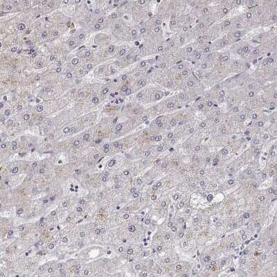 Immunohistochemistry-Paraffin VGF Antibody