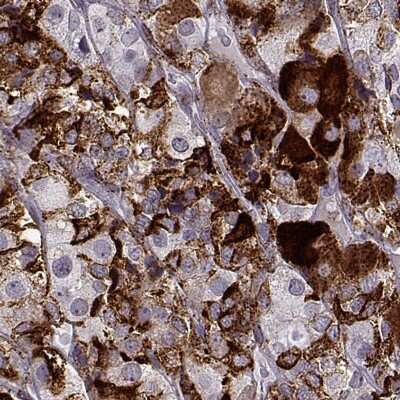 Immunohistochemistry-Paraffin VGF Antibody