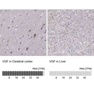 Immunohistochemistry-Paraffin: VGF Antibody [NBP2-31596] - Staining in human cerebral cortex and liver tissues using anti-VGF antibody. Corresponding VGF RNA-seq data are presented for the same tissues.