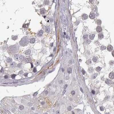 Immunohistochemistry-Paraffin: VGF Antibody [NBP2-31596] - Staining of human testis.