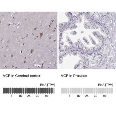 Immunohistochemistry-Paraffin: VGF Antibody [NBP2-31596] - Analysis in human cerebral cortex and prostate tissues. Corresponding VGF RNA-seq data are presented for the same tissues.