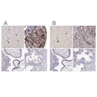 Immunohistochemistry-Paraffin: VGF Antibody [NBP2-31596] - Staining of human hypothalamus, pituitary gland, placenta and prostate using Anti-VGF antibody NBP2-31596 (A) shows similar protein distribution across tissues to independent antibody NBP2-56358 (B).