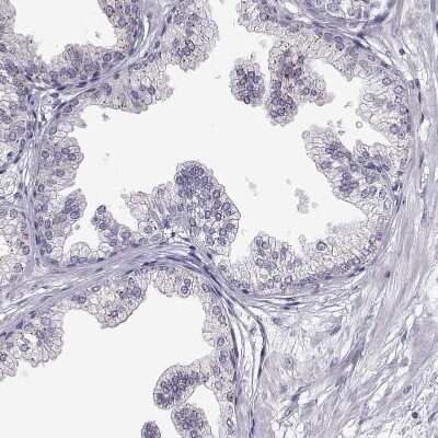 Immunohistochemistry-Paraffin VGF Antibody