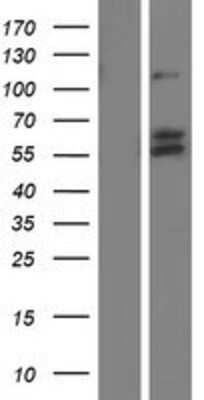 Western Blot VGF Overexpression Lysate