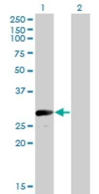 Western Blot: VGLL1 Antibody (3C7) [H00051442-M01] - Analysis of VGLL1 expression in transfected 293T cell line by VGLL1 monoclonal antibody (M01), clone 3C7.Lane 1: VGLL1 transfected lysate(28.7 KDa).Lane 2: Non-transfected lysate.