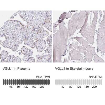 Immunohistochemistry-Paraffin VGLL1 Antibody - BSA Free