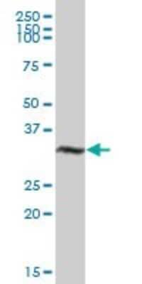 Western Blot: VGLL1 Antibody [H00051442-B02P] - Analysis of VGLL1 expression in human placenta.