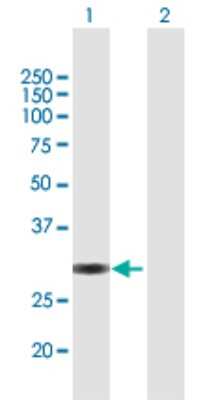 Western Blot: VGLL1 Antibody [H00051442-B02P] - Analysis of VGLL1 expression in transfected 293T cell line by VGLL1 polyclonal antibody.  Lane 1: VGLL1 transfected lysate(28.38 KDa). Lane 2: Non-transfected lysate.