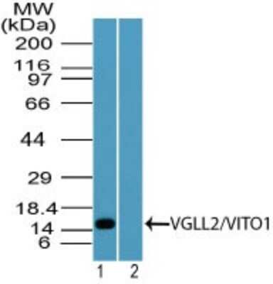 Western Blot: VGLL2 Antibody [NBP2-24649] - analysis of VGLL2/VITO1 in human skeletal muscle lysate in the 1) absence and 2) presence of immunizing peptide using this antibody. I goat anti-rabbit Ig HRP secondary antibody and PicoTect ECL substrate solution were used for this test.