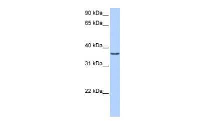 Western Blot VGLL2 Antibody - BSA Free