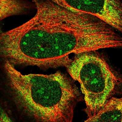 Immunocytochemistry/ Immunofluorescence VGLL3 Antibody - BSA Free