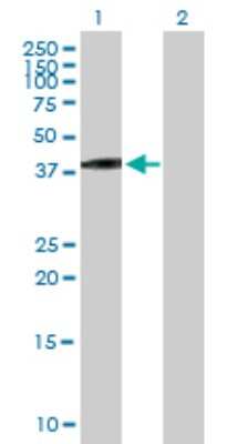 Western Blot: VGLL3 Antibody [H00389136-B01P] - Analysis of VGLL3 expression in transfected 293T cell line by VGLL3 polyclonal antibody.  Lane 1: VGLL3 transfected lysate(35.2 KDa). Lane 2: Non-transfected lysate.
