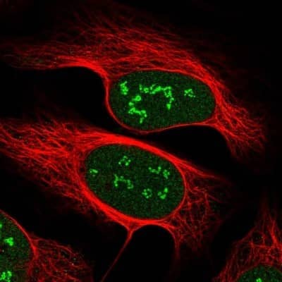 Immunocytochemistry/Immunofluorescence: VGLL4 Antibody [NBP1-81543] - Staining of human cell line U-2 OS shows localization to nucleus and nucleoli fibrillar center. Antibody staining is shown in green.