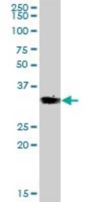 Western Blot: VGLL4 Antibody [H00009686-B01P] - Analysis of VGLL4 expression in Hela S3 NE.