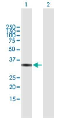 Western Blot: VGLL4 Antibody [H00009686-B01P] - Analysis of VGLL4 expression in transfected 293T cell line by VGLL4 polyclonal antibody.  Lane 1: VGLL4 transfected lysate(31.9 KDa). Lane 2: Non-transfected lysate.