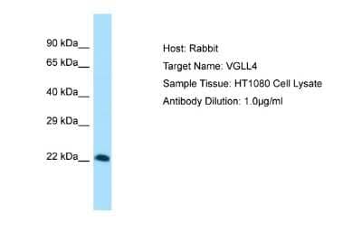 Western Blot: VGLL4 Antibody [NBP2-88572] - Host: Rabbit. Target Name: VGLL4. Sample Tissue: Human HT1080 Whole Cell. Antibody Dilution: 1ug/ml