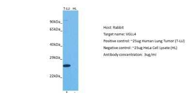 Western Blot: VGLL4 Antibody [NBP2-88573] - Host: Rabbit. Target: VGLL4. Positive control (+): Human lung (LU). Negative control (-): HeLa (HL). Antibody concentration: 3ug/ml