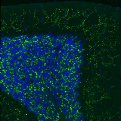 Immunohistochemistry: VGLUT2 Antibody (2921) [NBP2-46640] - Staining of mouse brain shows positivity in glutamatergic fibers in the cerebellum.