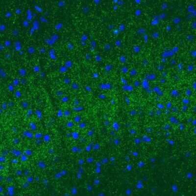 Immunohistochemistry: VGLUT2 Antibody (CL2952) [NBP2-46641] - VGLUT2 Antibody (2952) [NBP2-46641] - Staining of mouse cerebral cortex shows moderate positivity in neuropil.